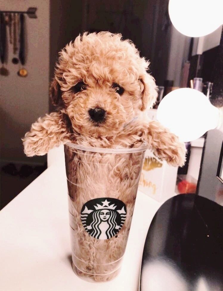 Puppuccino Blank Meme Template