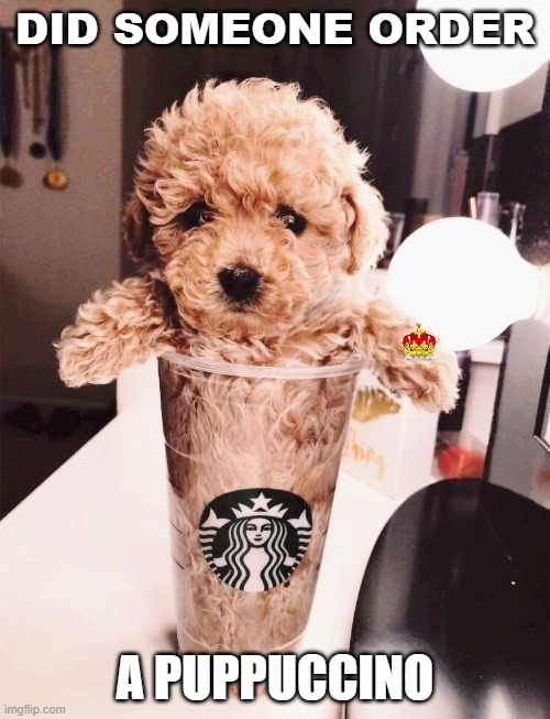 Puppuccino | DID SOMEONE ORDER; A PUPPUCCINO | image tagged in puppuccino | made w/ Imgflip meme maker