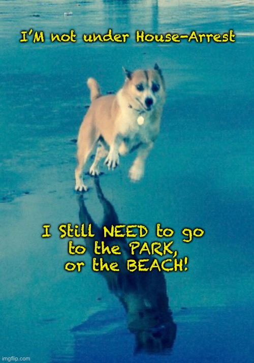 LOLI still has Needs!     ~  neverwoke  ~ | I’M not under House-Arrest; I Still NEED to go 
to the PARK, 
or the BEACH! | image tagged in dogs,lockdowns,beach,covid,pets,exercise | made w/ Imgflip meme maker