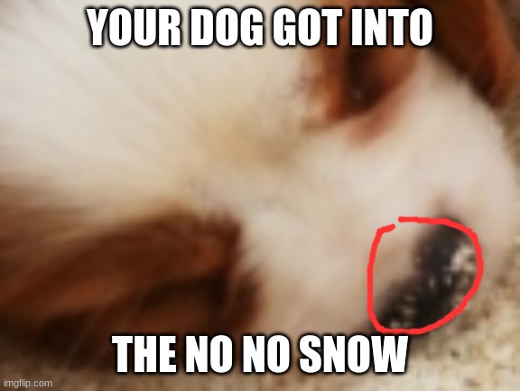 YOUR DOG GOT INTO THE NO NO SNOW | made w/ Imgflip meme maker