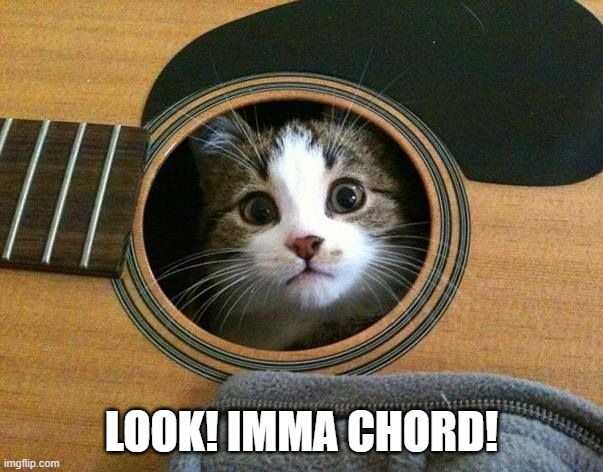 Only guitar players will get this. | LOOK! IMMA CHORD! | image tagged in feline guitar | made w/ Imgflip meme maker