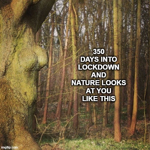 tree says hey | 350 DAYS INTO LOCKDOWN AND NATURE LOOKS AT YOU LIKE THIS | image tagged in tree,nature,lockdown,lol,sexy | made w/ Imgflip meme maker