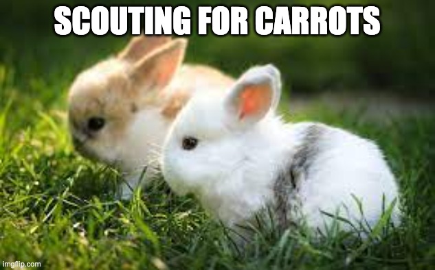 I need my carrots | SCOUTING FOR CARROTS | image tagged in funny,carrots,bunnies | made w/ Imgflip meme maker