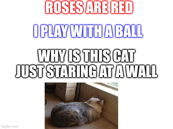 Blank White Template | ROSES ARE RED; I PLAY WITH A BALL; WHY IS THIS CAT JUST STARING AT A WALL | image tagged in blank white template | made w/ Imgflip meme maker