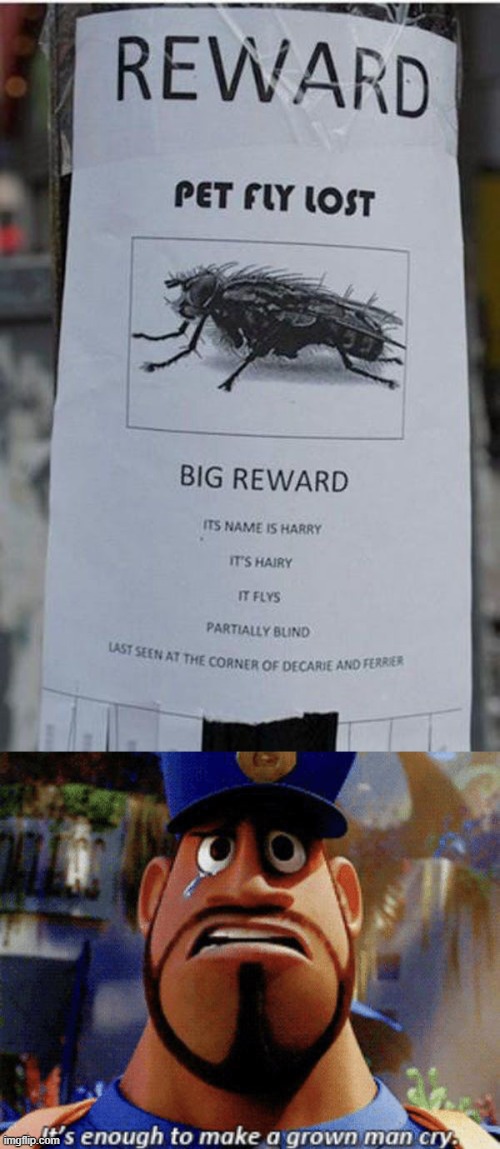 Pet fly lost! | image tagged in it's enough to make a grown man cry,memes,funny | made w/ Imgflip meme maker