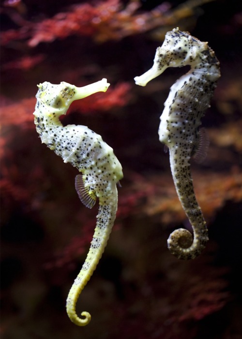 Two Spotted Seahorses | image tagged in awesome,pics,photography | made w/ Imgflip meme maker