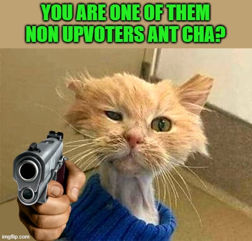 YOU ARE ONE OF THEM NON UPVOTERS ANT CHA? | image tagged in wtf-cat | made w/ Imgflip meme maker