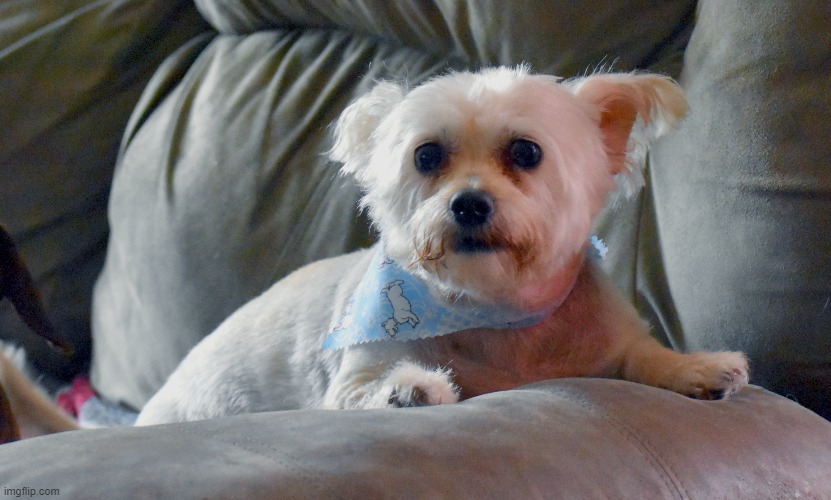 just got back from the groomer my dog bailey | image tagged in bailey,kewlews dog | made w/ Imgflip meme maker