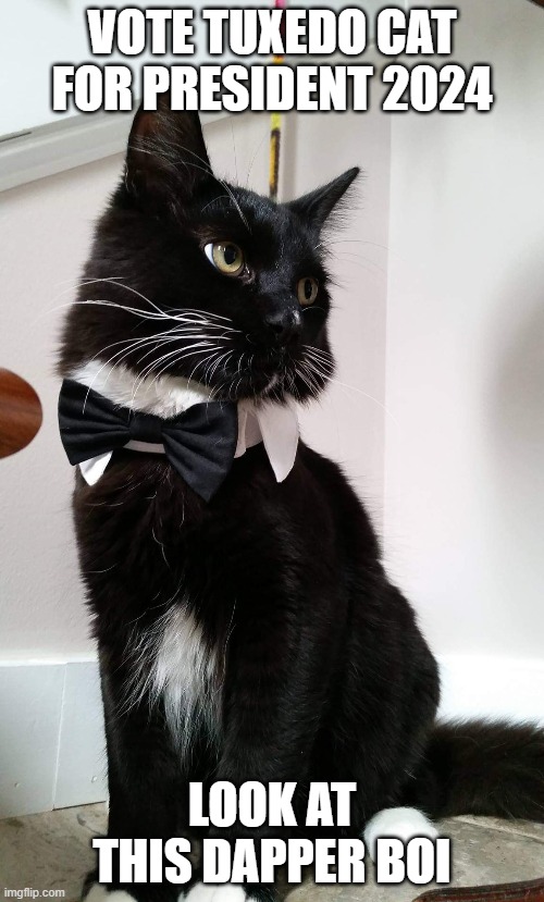 VOTE TUXEDO CAT FOR PRESIDENT 2024; LOOK AT THIS DAPPER BOI | image tagged in politics | made w/ Imgflip meme maker