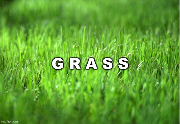 grass. | G R A S S | image tagged in grass | made w/ Imgflip meme maker
