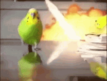 Parrot Leaving Explosion Blank Meme Template