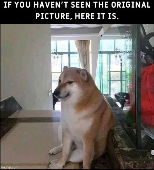 It’s real, it exists | image tagged in doge,memes,funny,dogs | made w/ Imgflip meme maker