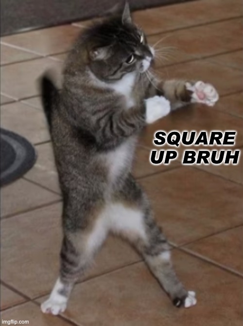 Square up cat | image tagged in square up cat | made w/ Imgflip meme maker