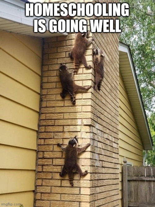 Raccoon chimney | HOMESCHOOLING IS GOING WELL | image tagged in racoons on a chimney | made w/ Imgflip meme maker