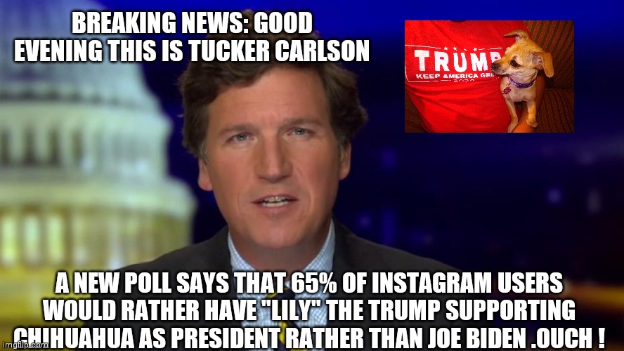 Trump supporting Chihuahua | BREAKING NEWS: GOOD EVENING THIS IS TUCKER CARLSON; A NEW POLL SAYS THAT 65% OF INSTAGRAM USERS WOULD RATHER HAVE "LILY" THE TRUMP SUPPORTING CHIHUAHUA AS PRESIDENT RATHER THAN JOE BIDEN .OUCH ! | image tagged in chihuahua | made w/ Imgflip meme maker