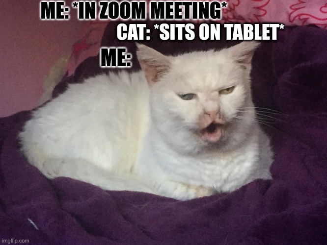 Right on the keyboard | ME: *IN ZOOM MEETING*; CAT: *SITS ON TABLET*; ME: | image tagged in kitty cat dull surprise,cat,zoom,zoom meeting,online school | made w/ Imgflip meme maker