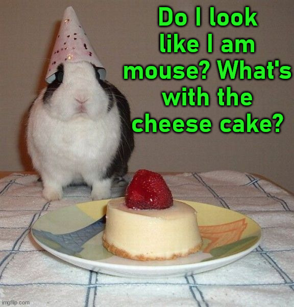 Do I look like I am mouse? What's with the cheese cake? | image tagged in bunnies | made w/ Imgflip meme maker