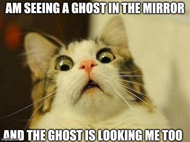 Mr scarring | AM SEEING A GHOST IN THE MIRROR; AND THE GHOST IS LOOKING ME TOO | image tagged in memes,scared cat | made w/ Imgflip meme maker