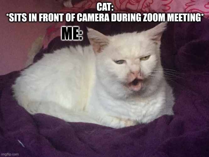 Cat I love you but why must you make my life more difficult? | CAT:
*SITS IN FRONT OF CAMERA DURING ZOOM MEETING*; ME: | image tagged in kitty cat dull surprise,cat,zoom meeting,sitting in front of camera | made w/ Imgflip meme maker