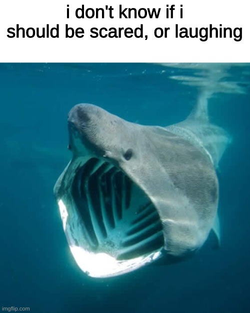 shall i be scared, or laughing? | i don't know if i should be scared, or laughing | image tagged in shark | made w/ Imgflip meme maker