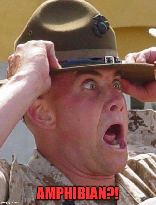 Marine Drill Sergeant  | AMPHIBIAN?! | image tagged in marine drill sergeant | made w/ Imgflip meme maker