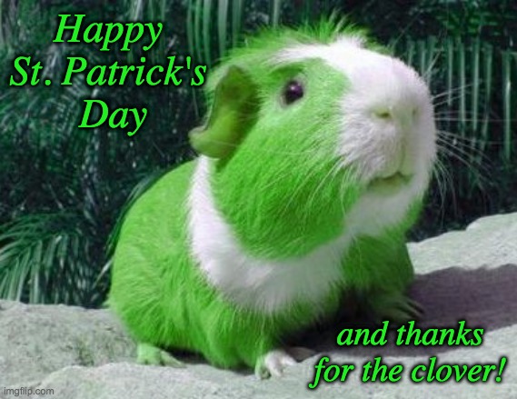 Guinea pig greetings | Happy 
St. Patrick's 
Day; and thanks for the clover! | image tagged in green guinea pig,holidays,guinea pig,st patrick's day | made w/ Imgflip meme maker