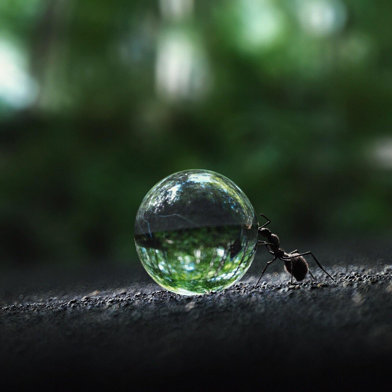 High Quality Ant rolling a water droplet Blank Meme Template