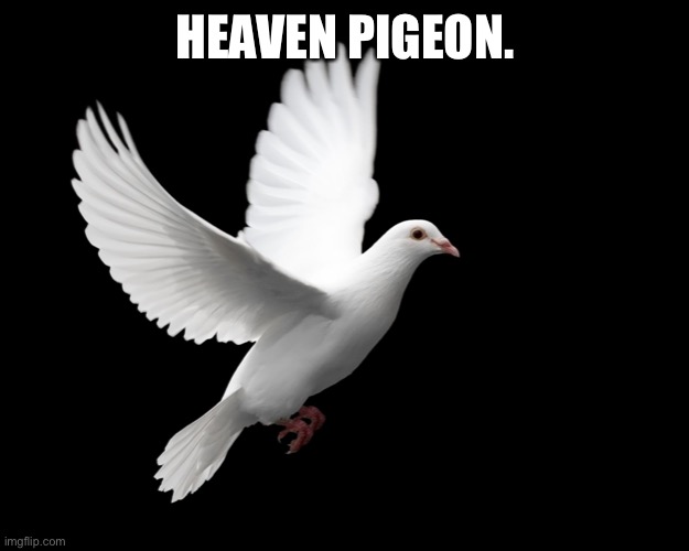 Heaven Pigeon | HEAVEN PIGEON. | image tagged in heaven pigeon | made w/ Imgflip meme maker