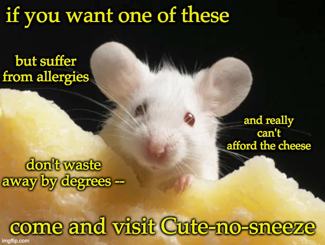 Burmashave! | if you want one of these; but suffer from allergies; and really can't afford the cheese; don't waste away by degrees --; come and visit Cute-no-sneeze | image tagged in cheese mouse,advertisement,stream,reptiles,frogs,fish | made w/ Imgflip meme maker