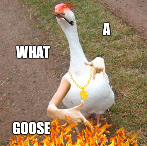 GANGSTA GOOSE | A; WHAT; GOOSE | image tagged in gangsta,goose,bling | made w/ Imgflip meme maker