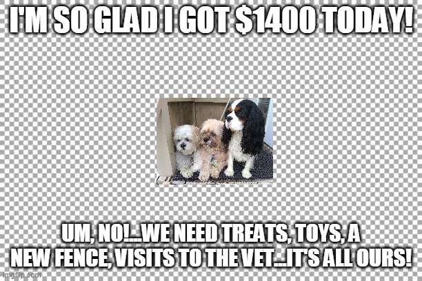 Stimulus check | I'M SO GLAD I GOT $1400 TODAY! UM, NO!...WE NEED TREATS, TOYS, A NEW FENCE, VISITS TO THE VET...IT'S ALL OURS! | image tagged in free | made w/ Imgflip meme maker