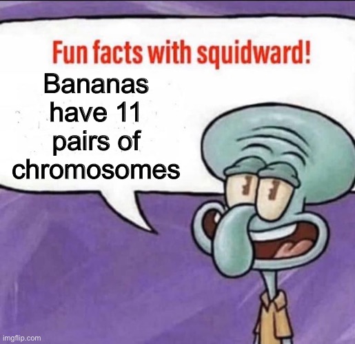 Fun Facts with Squidward | Bananas have 11 pairs of chromosomes | image tagged in fun facts with squidward | made w/ Imgflip meme maker