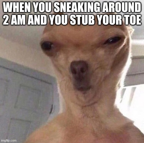 Funny dog | WHEN YOU SNEAKING AROUND 2 AM AND YOU STUB YOUR TOE | image tagged in funny dog | made w/ Imgflip meme maker