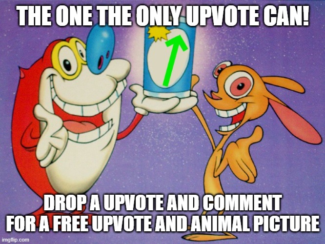 up vote | THE ONE THE ONLY UPVOTE CAN! DROP A UPVOTE AND COMMENT FOR A FREE UPVOTE AND ANIMAL PICTURE | image tagged in up vote | made w/ Imgflip meme maker