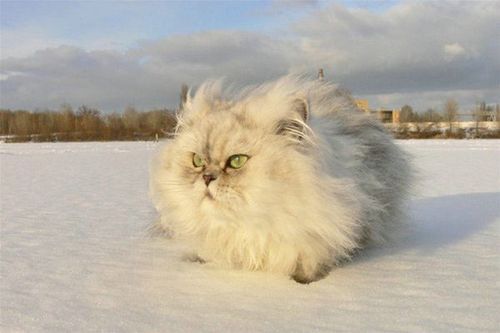 image tagged in cats,animals