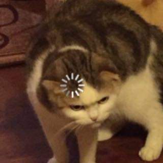 High Quality Buffering cat Blank Meme Template