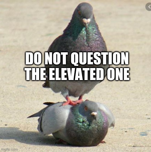 Pigeon stack | DO NOT QUESTION THE ELEVATED ONE | image tagged in pigeon | made w/ Imgflip meme maker