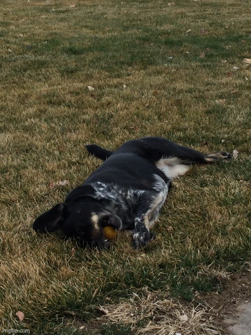 She got tired after playing catch and decided to lay right there in the grass! | made w/ Imgflip meme maker