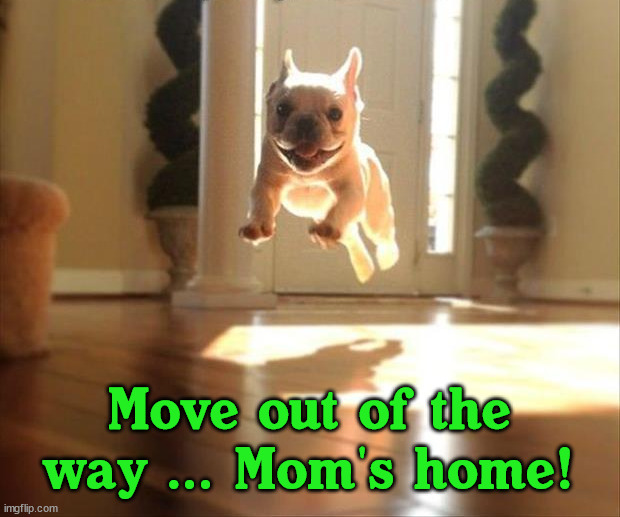 Move out of the way ... Mom's home! | image tagged in dogs | made w/ Imgflip meme maker