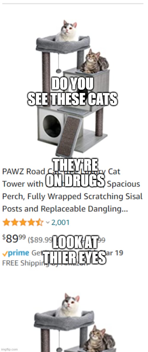 Canip music | DO YOU SEE THESE CATS; THEY'RE ON DRUGS; LOOK AT THIER EYES | image tagged in cats | made w/ Imgflip meme maker