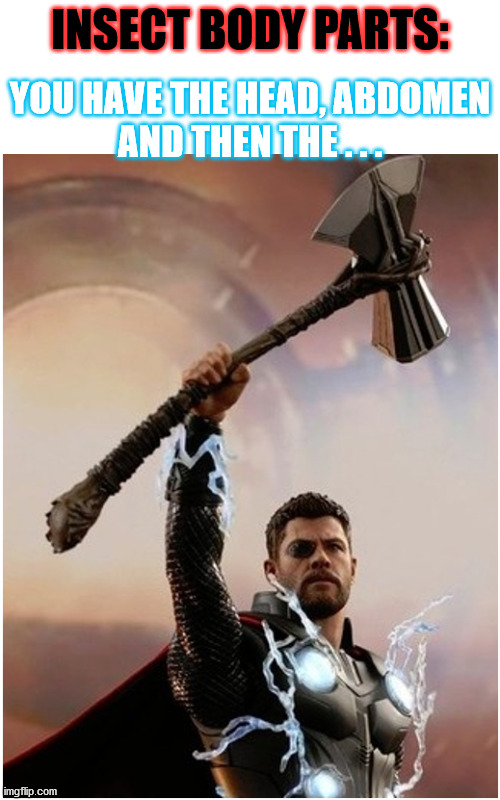 Thor Axe | INSECT BODY PARTS:; YOU HAVE THE HEAD, ABDOMEN
AND THEN THE . . . | image tagged in haiku,thor,axe,insect,meme | made w/ Imgflip meme maker