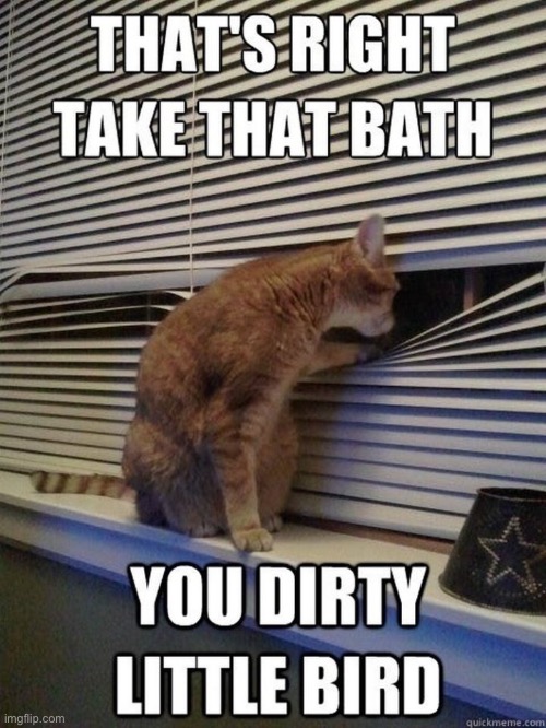 Car cat cat | image tagged in cat,funny | made w/ Imgflip meme maker