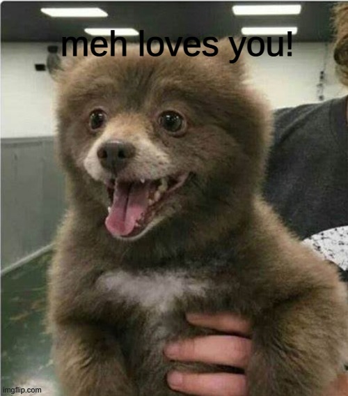 smol bear | meh loves you! | image tagged in smol bear | made w/ Imgflip meme maker