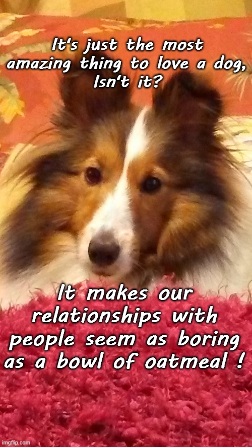 Shelties are best love | It's just the most amazing thing to love a dog,
Isn't it? It makes our relationships with people seem as boring as a bowl of oatmeal ! | image tagged in sheltie,shetland sheepdog,dog | made w/ Imgflip meme maker
