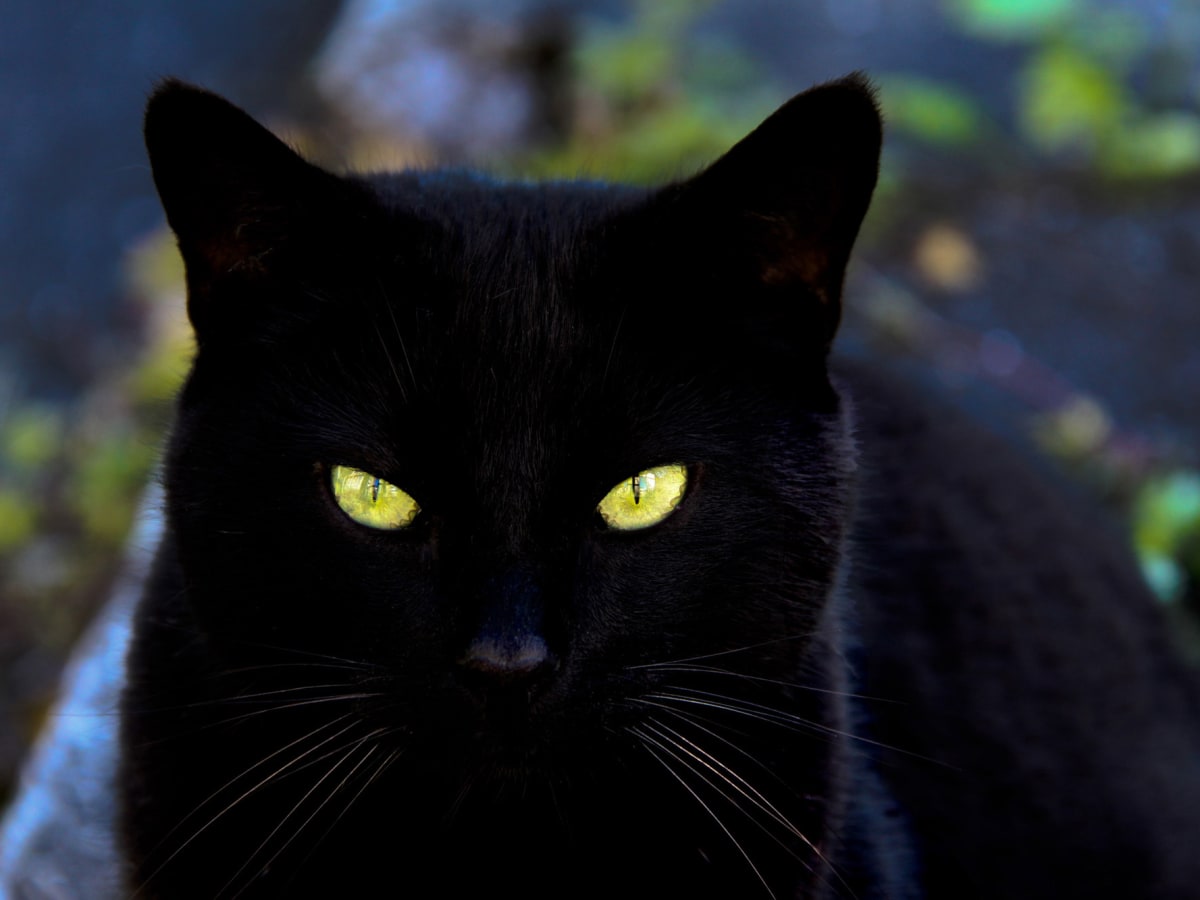 cute black cat Blank Meme Template
