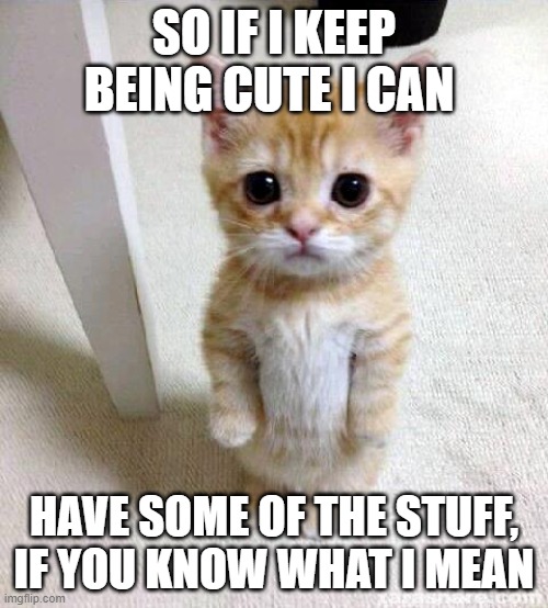 Cute Cat | SO IF I KEEP BEING CUTE I CAN; HAVE SOME OF THE STUFF, IF YOU KNOW WHAT I MEAN | image tagged in memes,cute cat | made w/ Imgflip meme maker