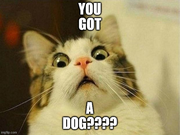 Scared Cat | YOU
GOT; A
DOG???? | image tagged in memes,scared cat | made w/ Imgflip meme maker