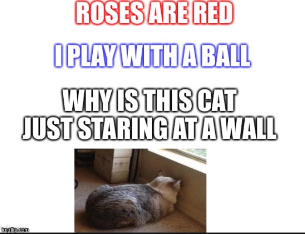 Um... hello? Cat? U there? | image tagged in cats | made w/ Imgflip meme maker