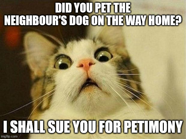 Scared Cat Meme | DID YOU PET THE NEIGHBOUR'S DOG ON THE WAY HOME? I SHALL SUE YOU FOR PETIMONY | image tagged in memes,scared cat | made w/ Imgflip meme maker