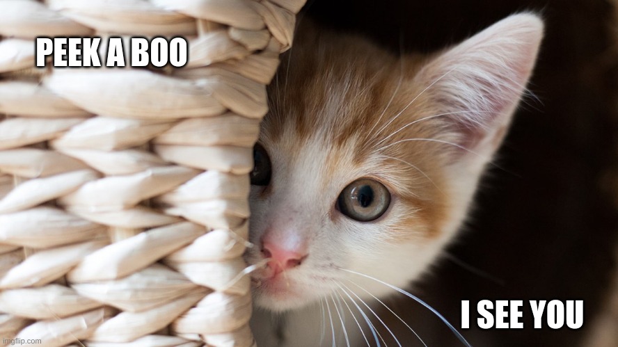 Peek a Boo Kitten | PEEK A BOO; I SEE YOU | image tagged in cats | made w/ Imgflip meme maker